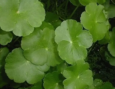 centella-7