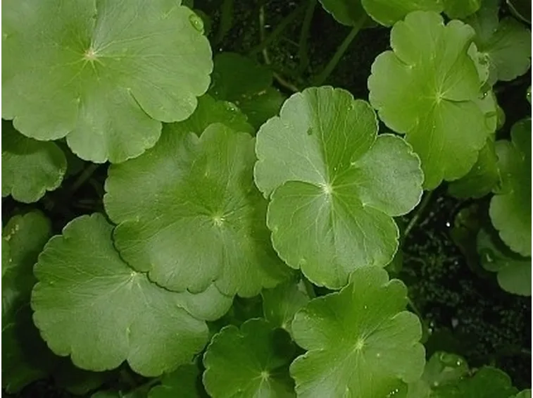 centella-7