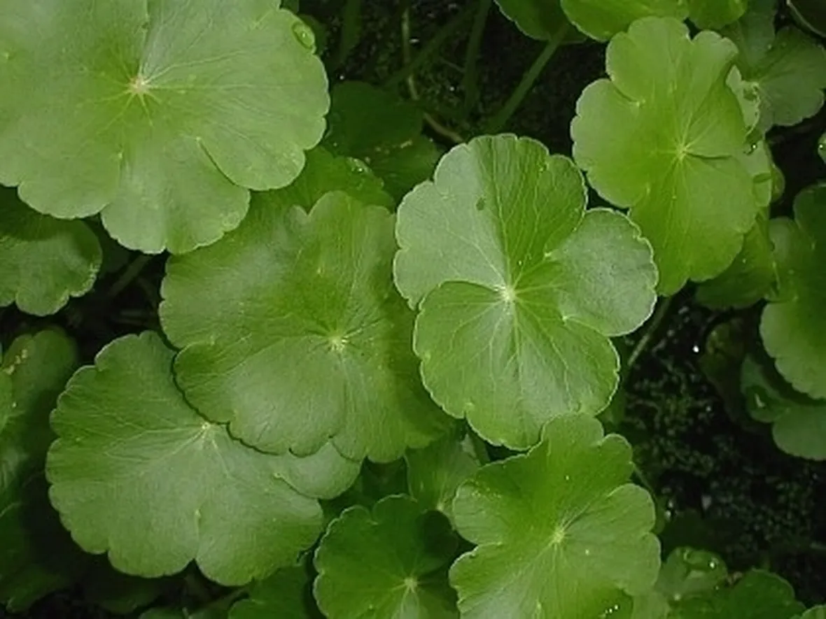 centella-7