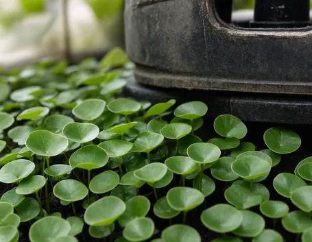 centella