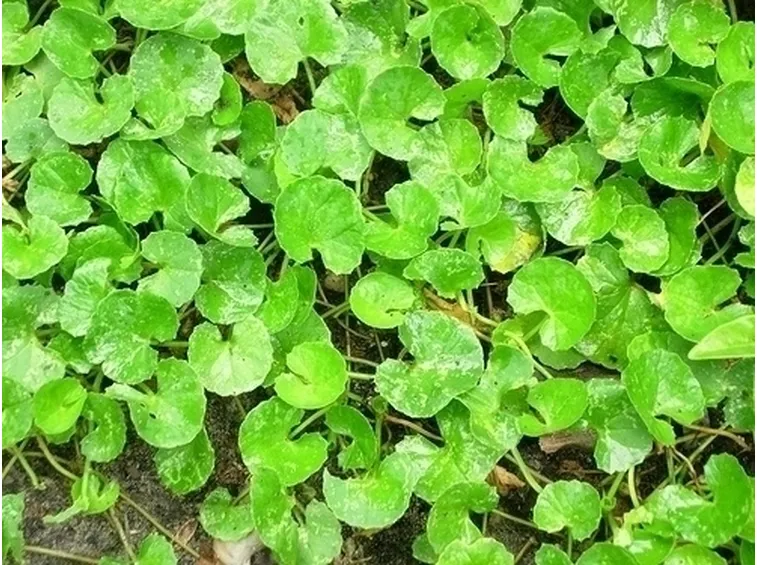 centella