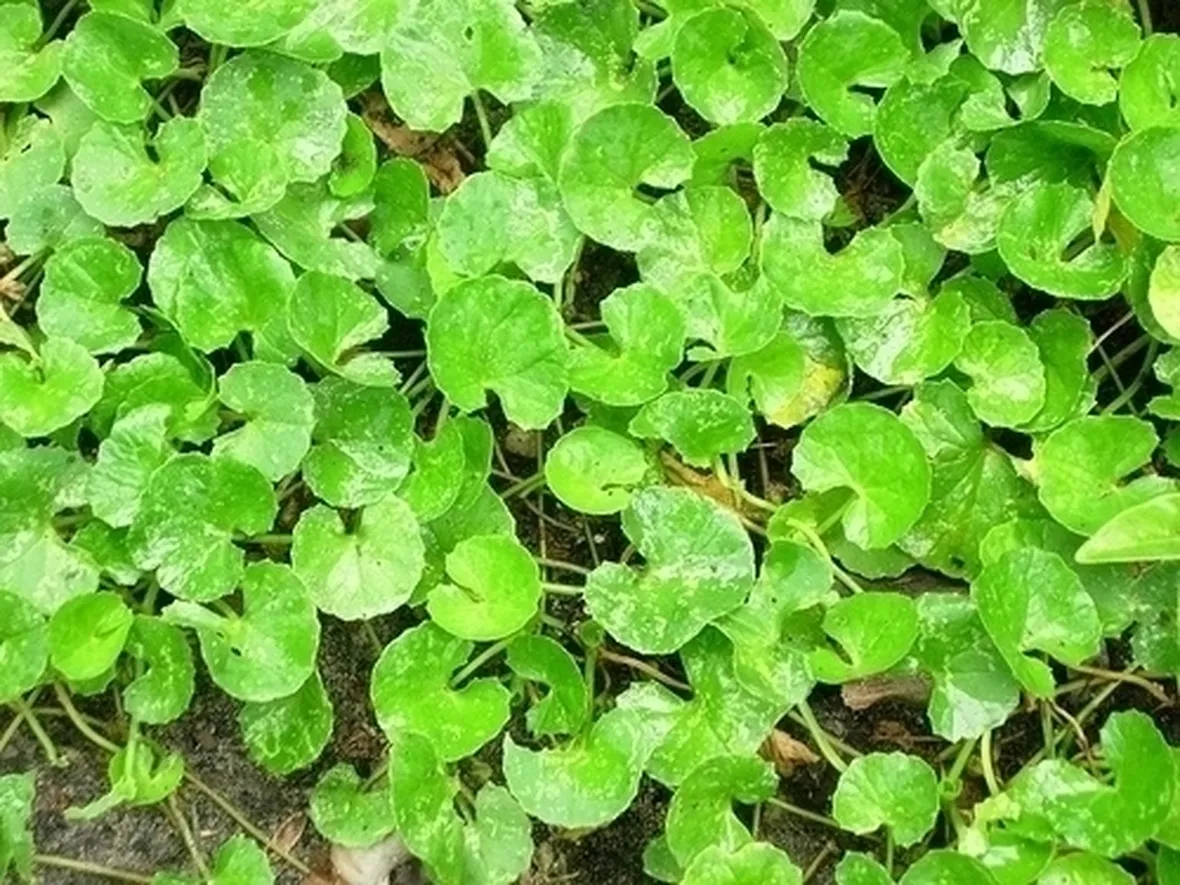 centella