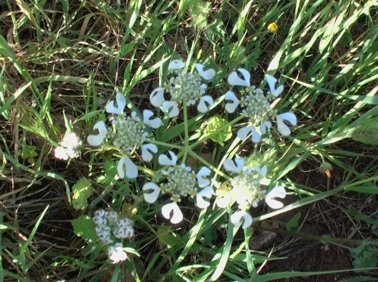cimina-1