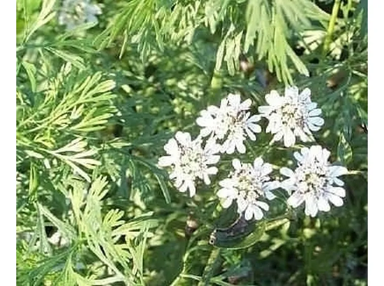 cimina-6