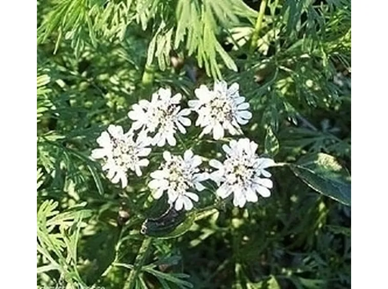 cimina-8
