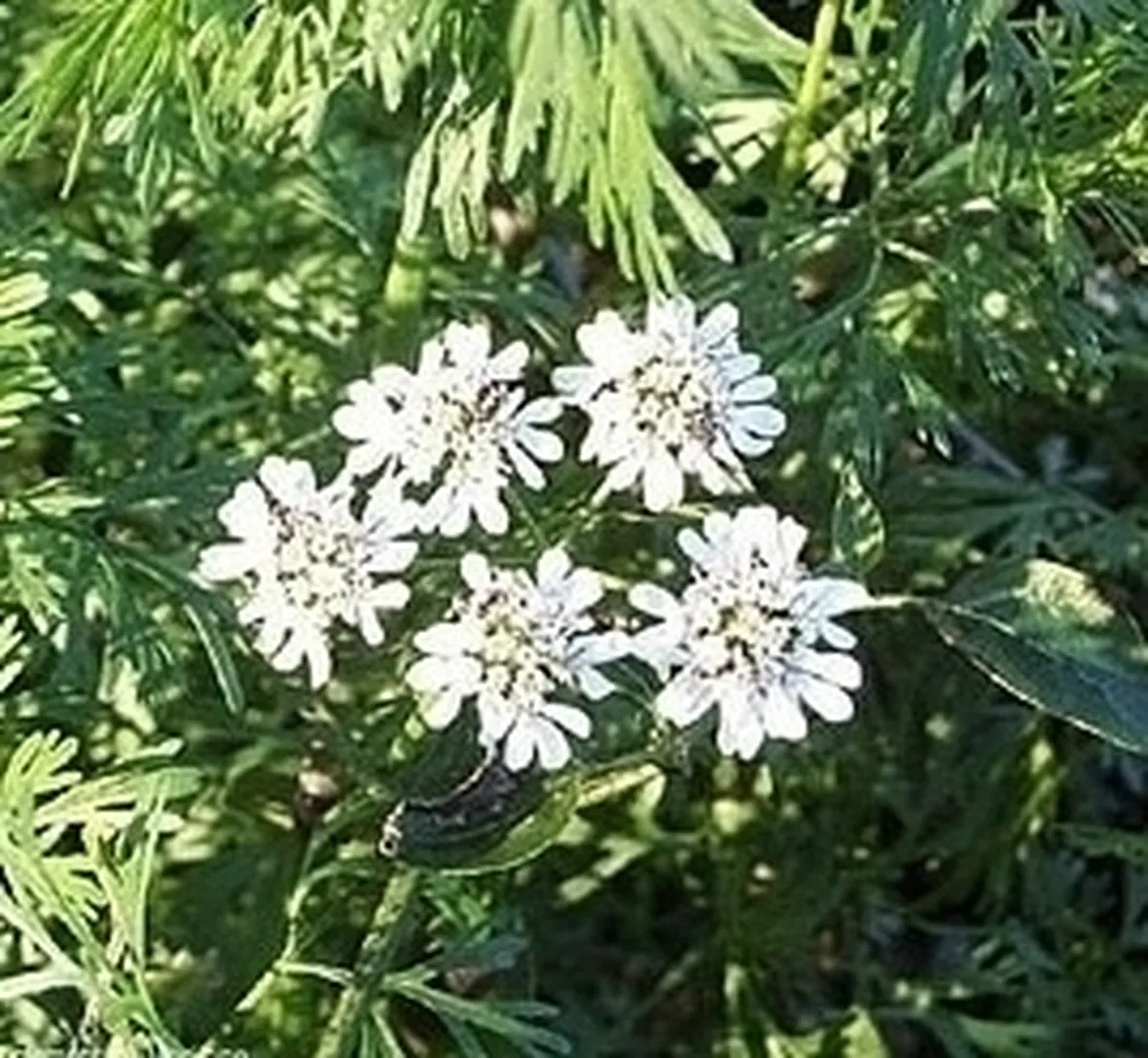 cimina-8