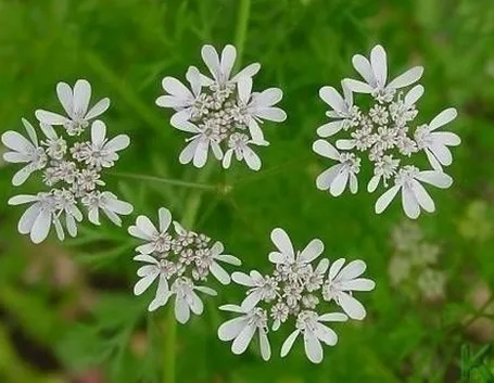 cimina-9
