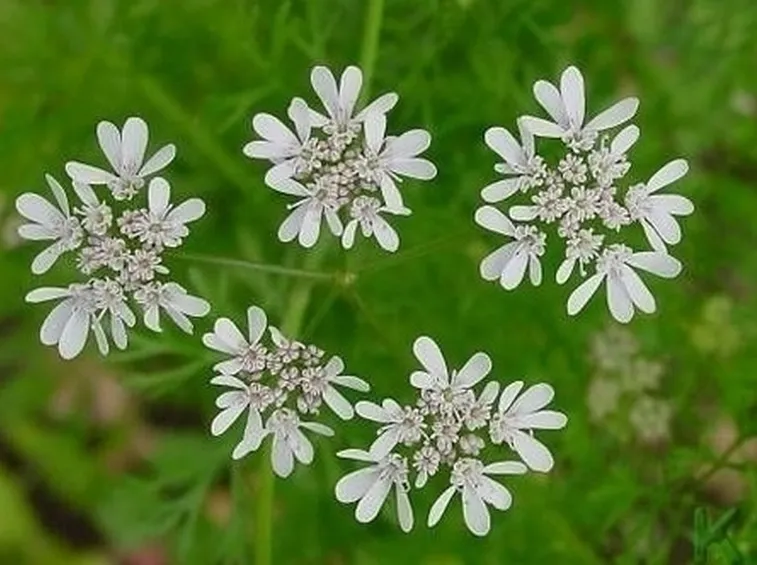 cimina-9