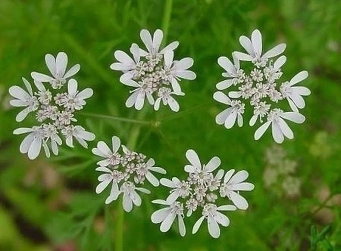 cimina-9