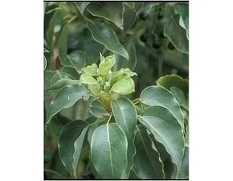 Domanda : Albero della Canfora