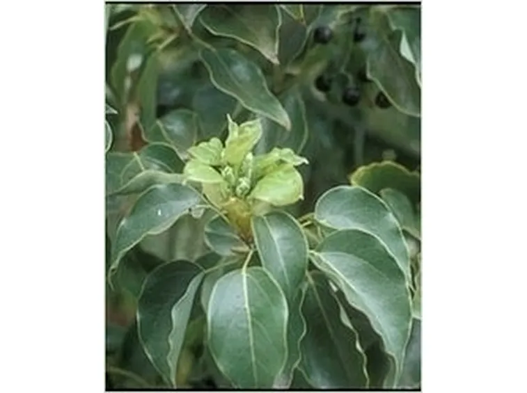 Domanda : Albero della Canfora