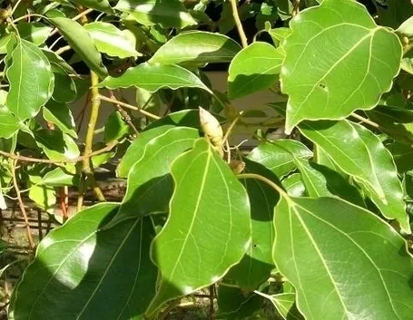 Domanda : canfora gelo