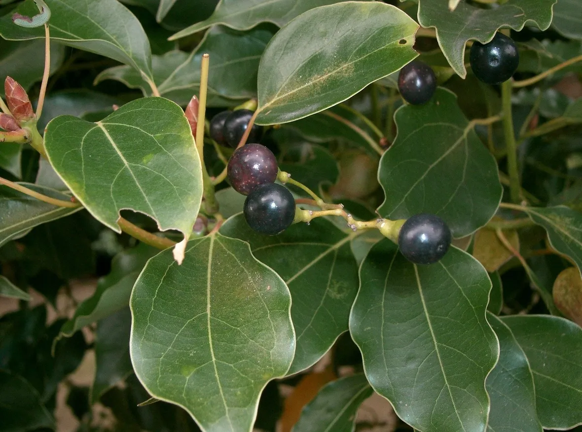 Domanda: i miei alberi di canfora
