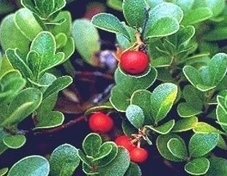 DOSAGGI DELLA TINTURA MADRE DI UVA URSINA