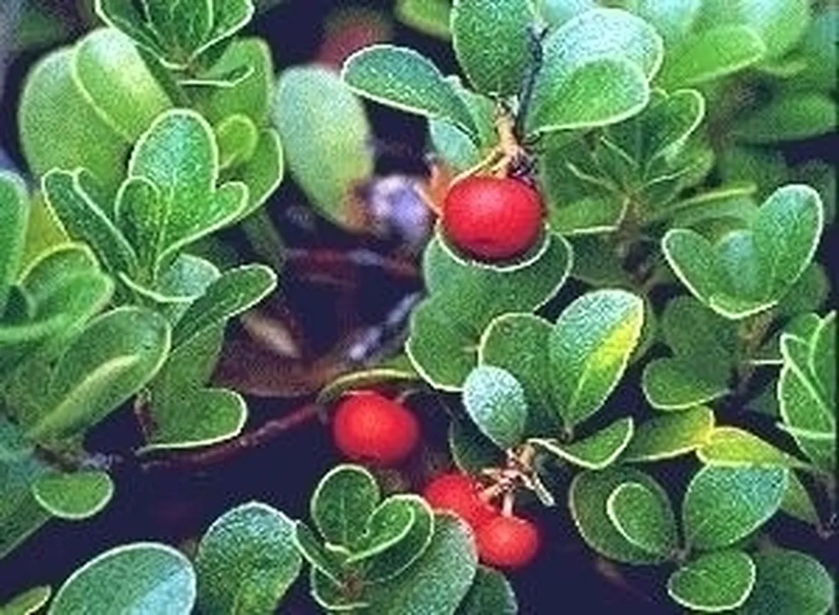 DOSAGGI DELLA TINTURA MADRE DI UVA URSINA