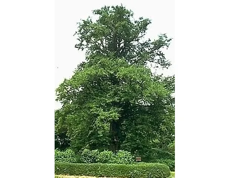 ginko-2