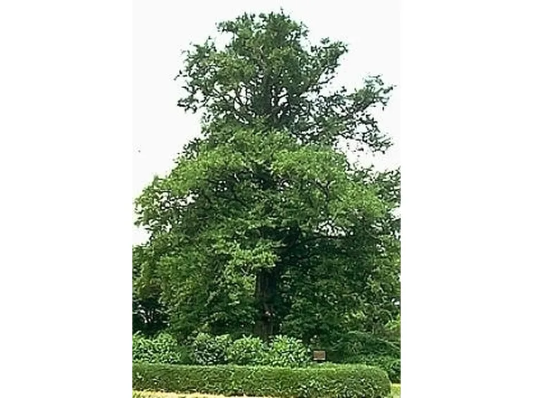 ginko-2