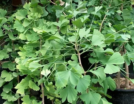 ginko-5