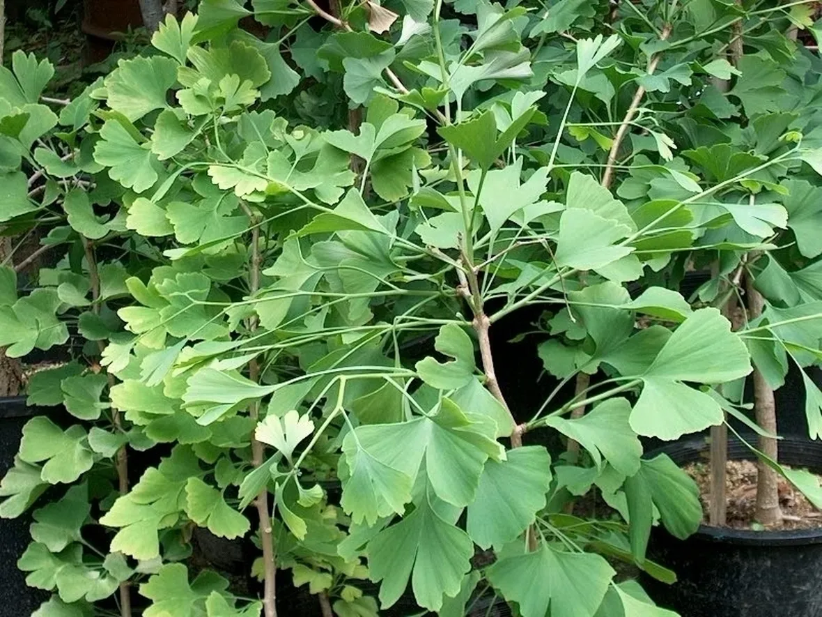 ginko-5
