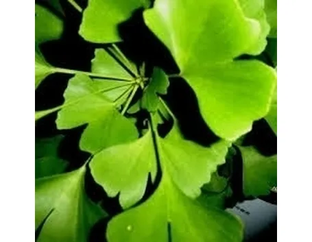 ginko-7