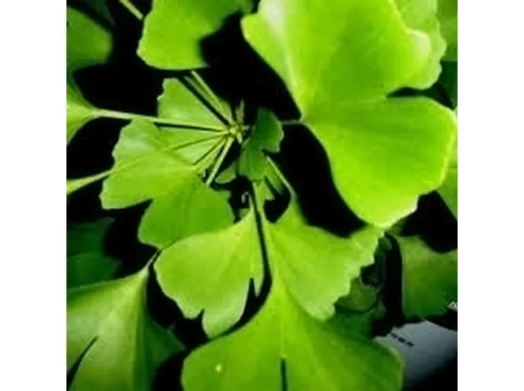 ginko-7