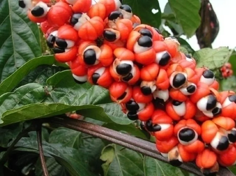 Guaranà