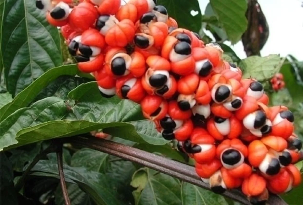 Guaranà