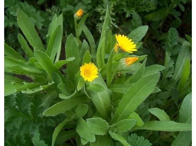 la calendula-5