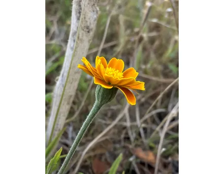 la calendula-6