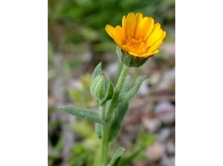 la calendula-6
