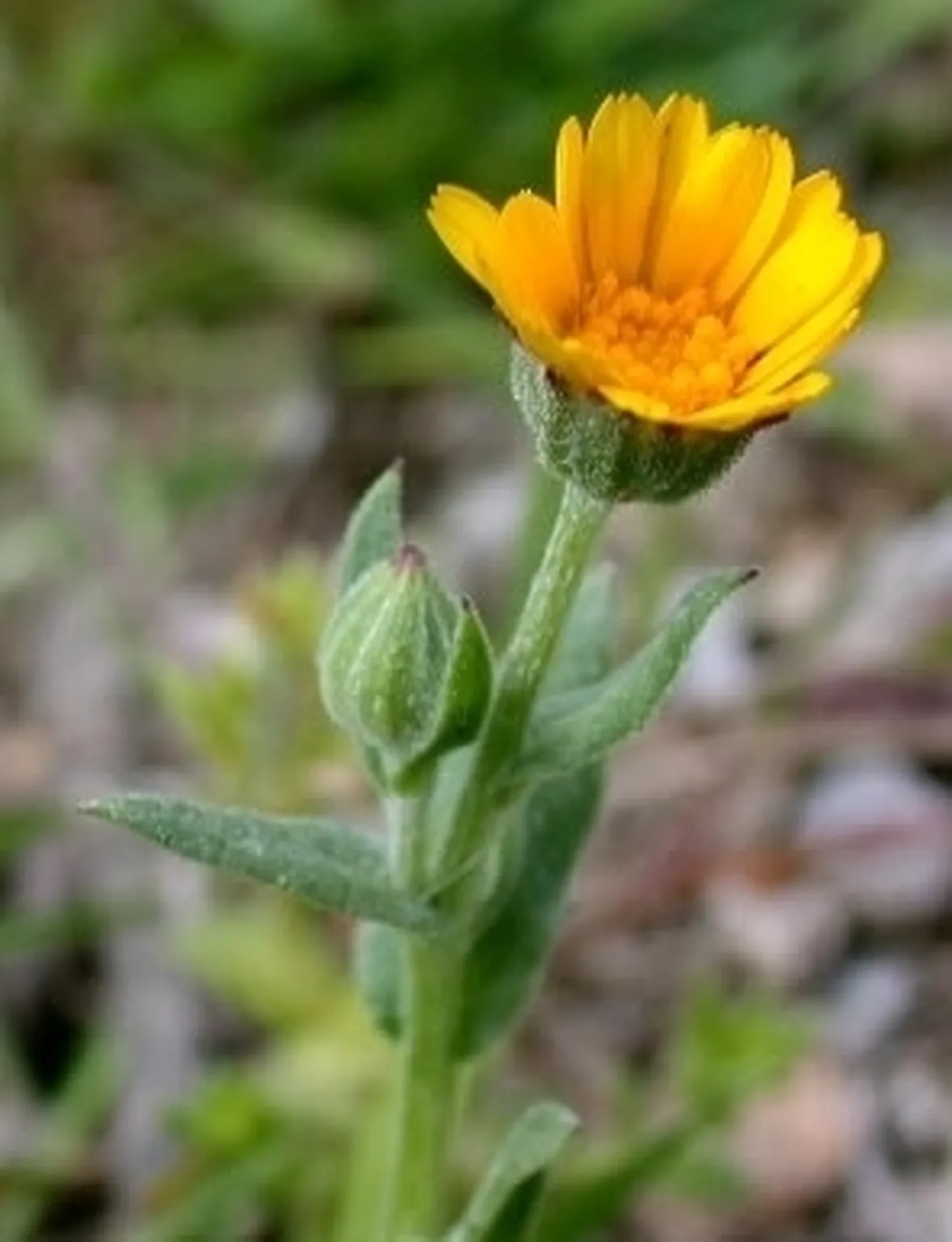 la calendula-6