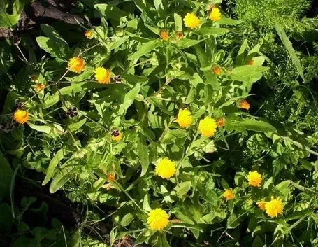 la calendula-7