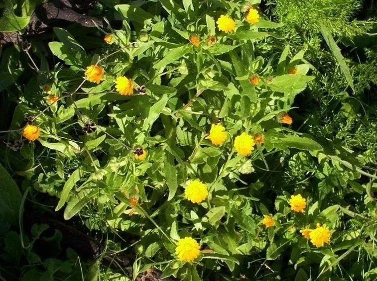 la calendula-7