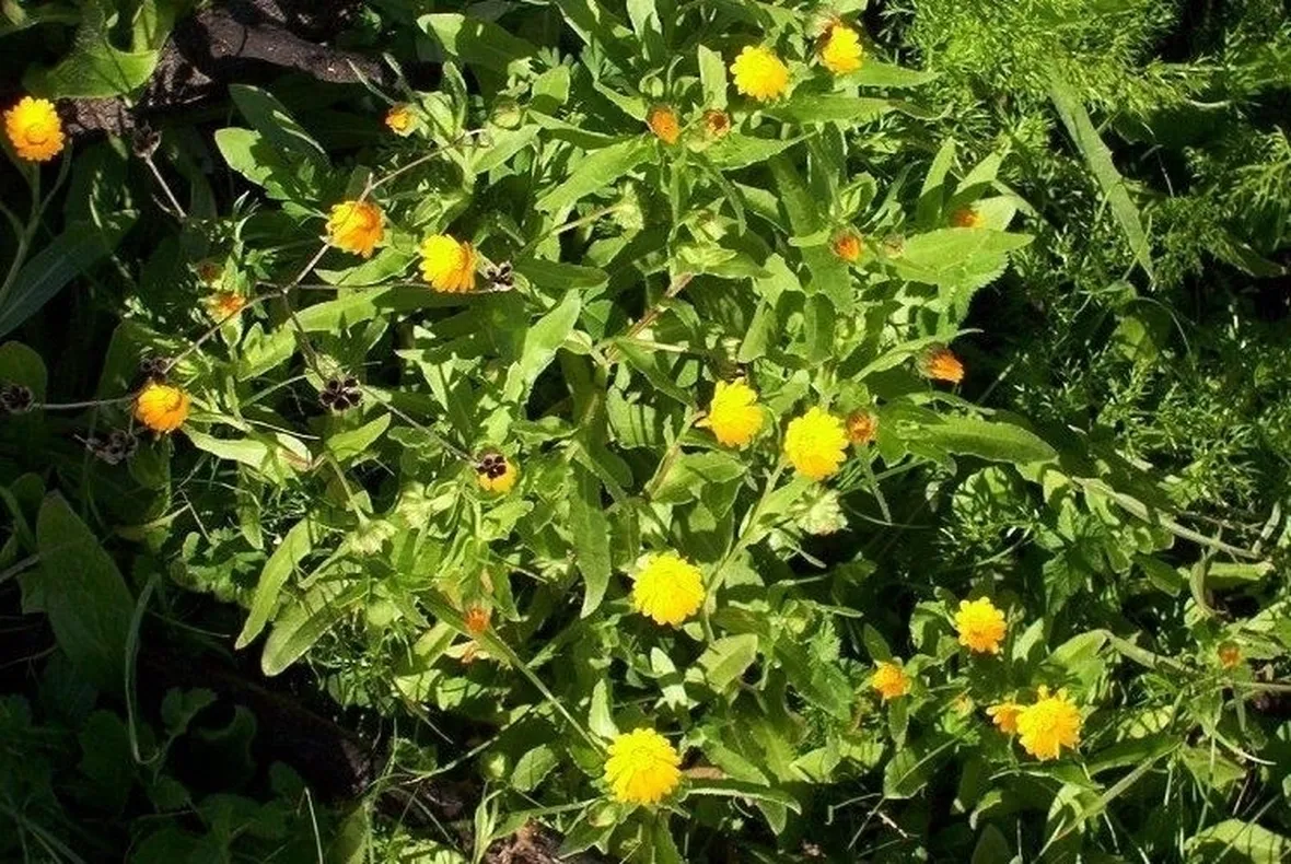 la calendula-7