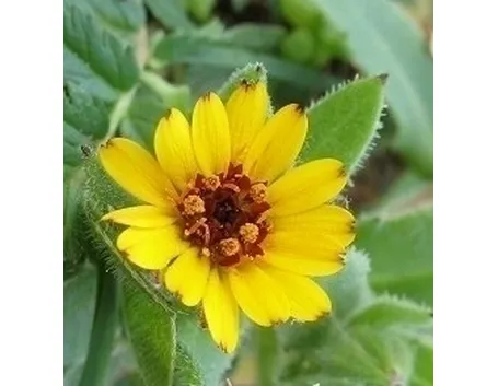 la calendula-9