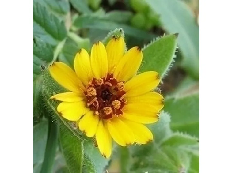 la calendula-9