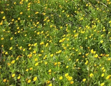 la calendula