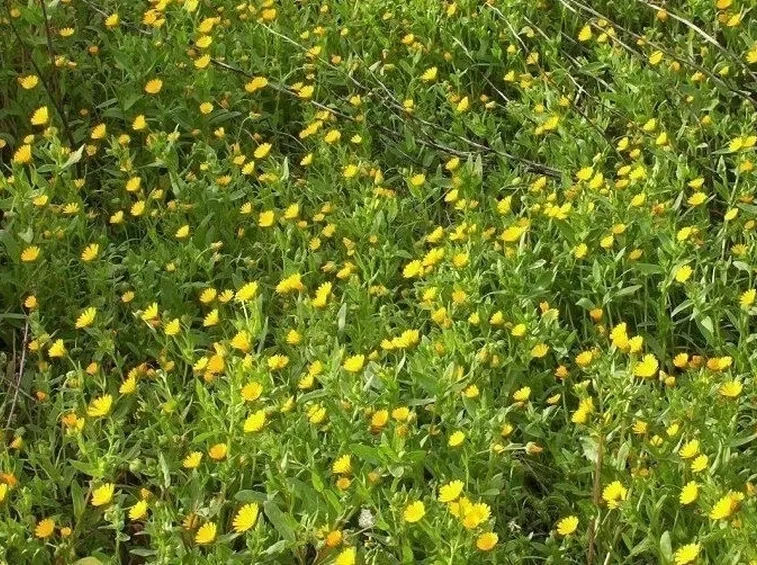 la calendula
