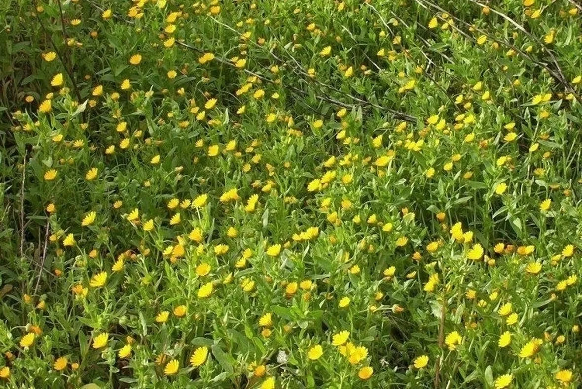 la calendula