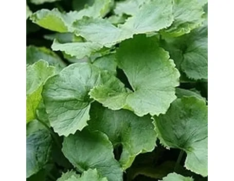 Le tisane di erbe anticellulite