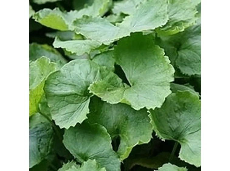 Le tisane di erbe anticellulite