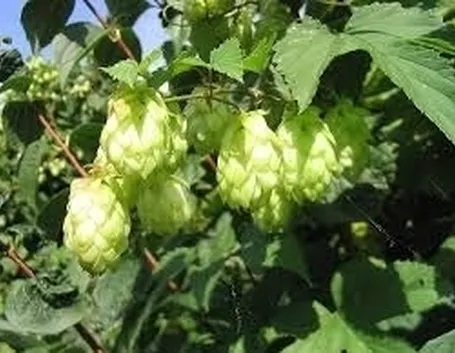 luppolo-7