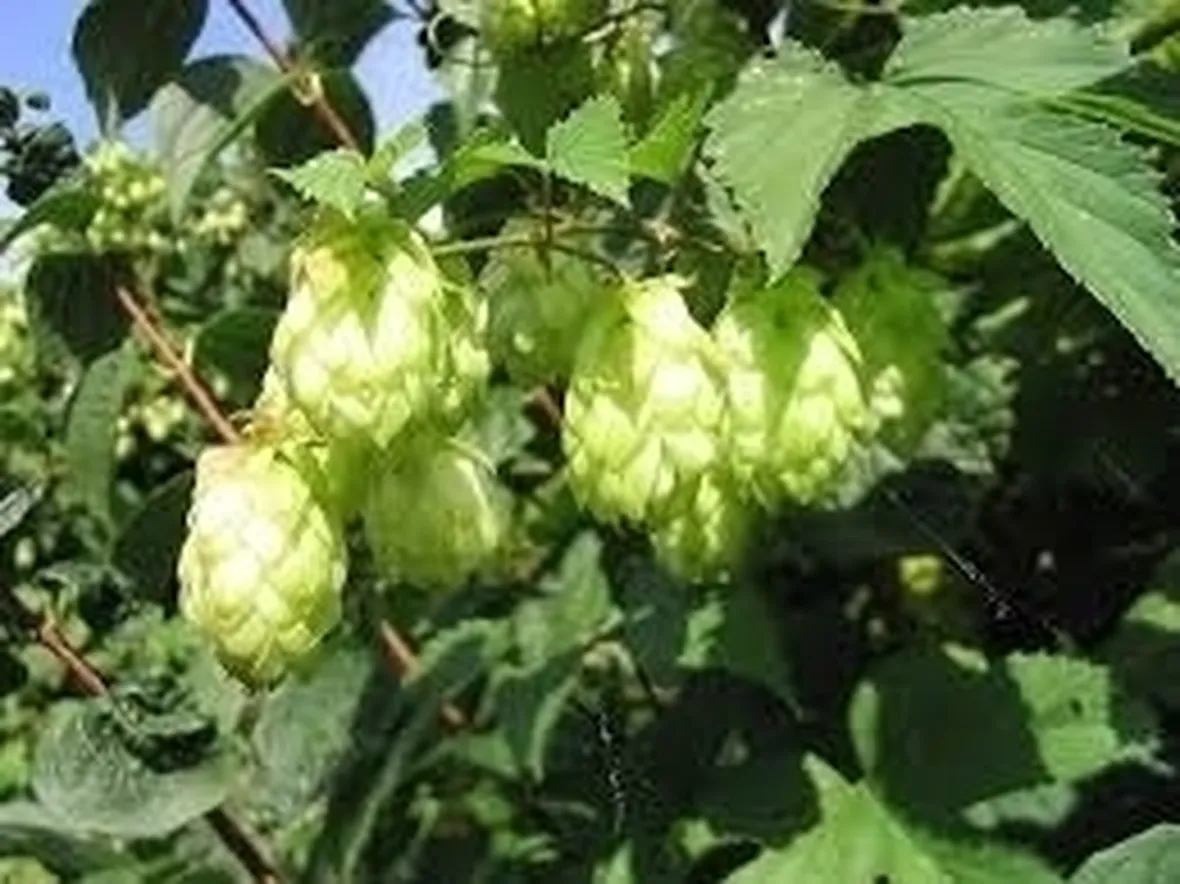 luppolo-7
