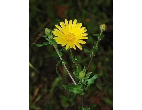 Origini della Calendula