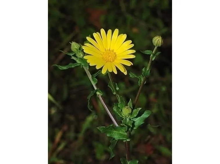 Origini della Calendula