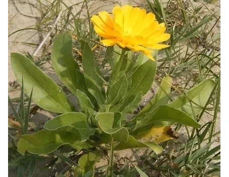 Perché introdurre la calendula nel nostro giardino?