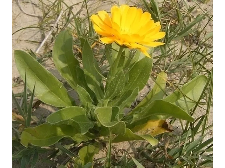 Perché introdurre la calendula nel nostro giardino?