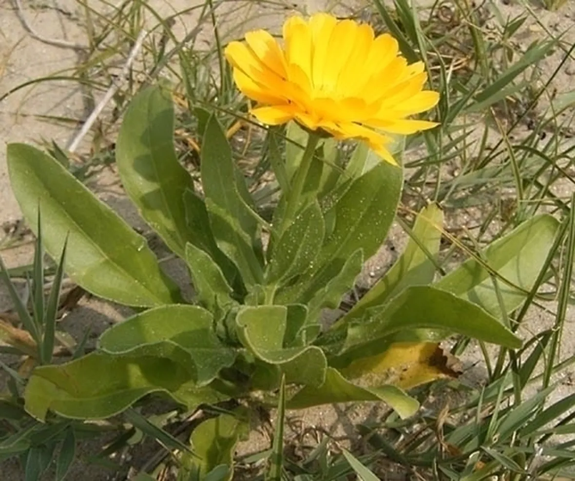 Perché introdurre la calendula nel nostro giardino?