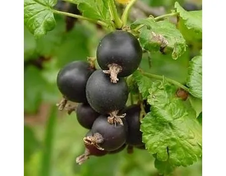 ribes nero-1