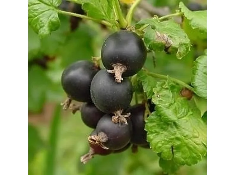 ribes nero-1